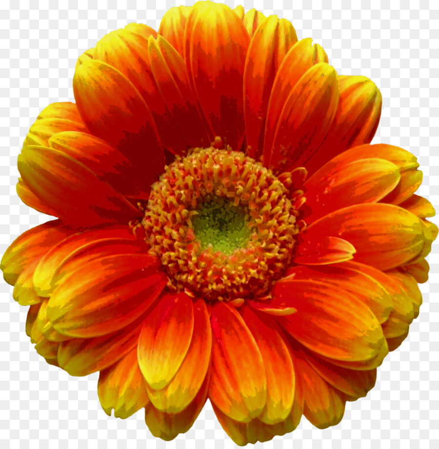 Transvaal daisy Clip-art - Blüten