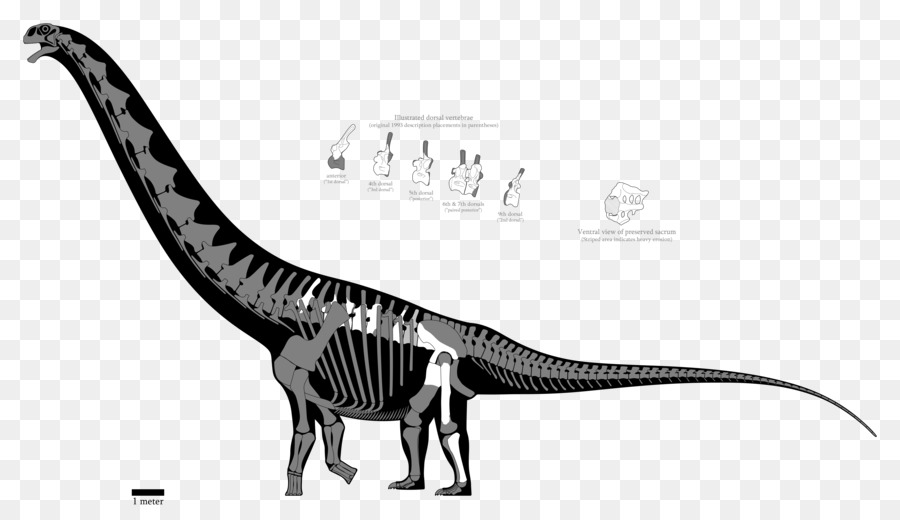 Argentinosaurus Puertasaurus Tirannosauro Dinosauri Epachthosaurus - 