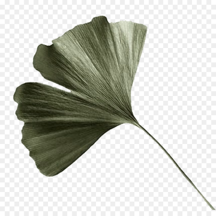 Lá Nghệ thuật chụp Ảnh echinacea Vẽ - xanh lá
