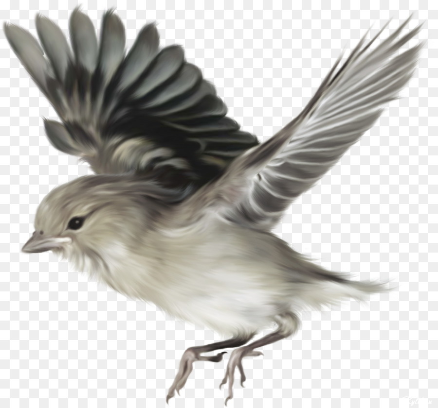 Vogel - Flying Bird