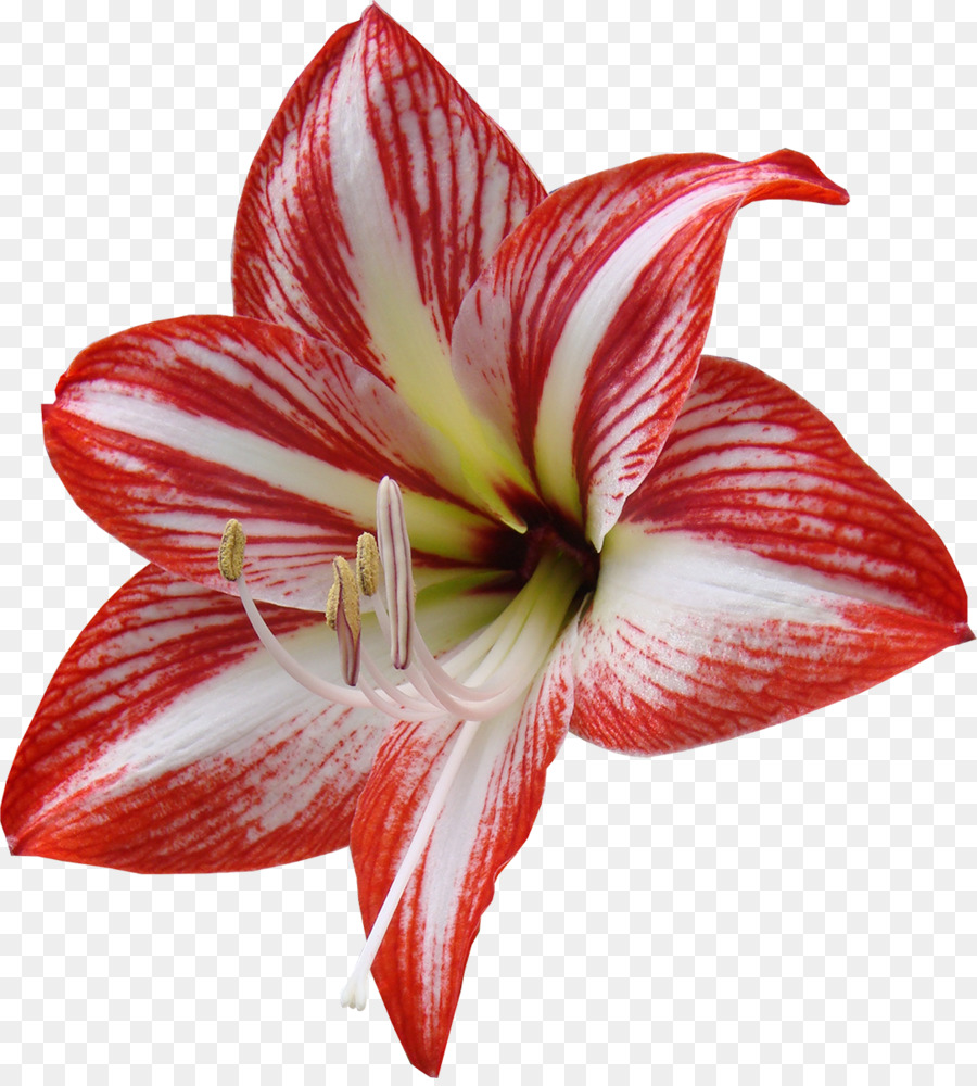 Tagliare i fiori di Lilium Rosso Giallo - giglio