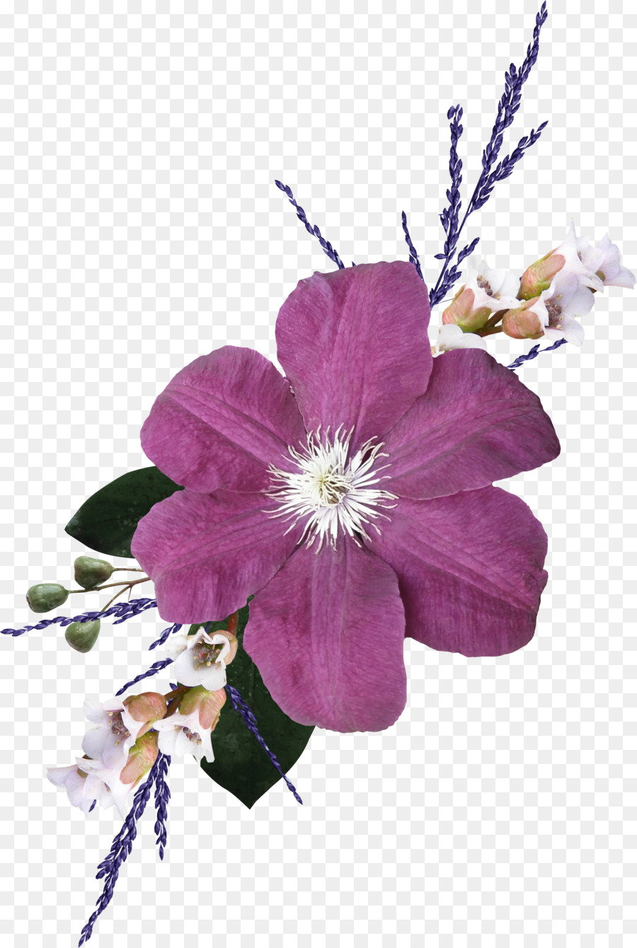 Tagliare i fiori Ornamento Blume Petalo - Albicocca
