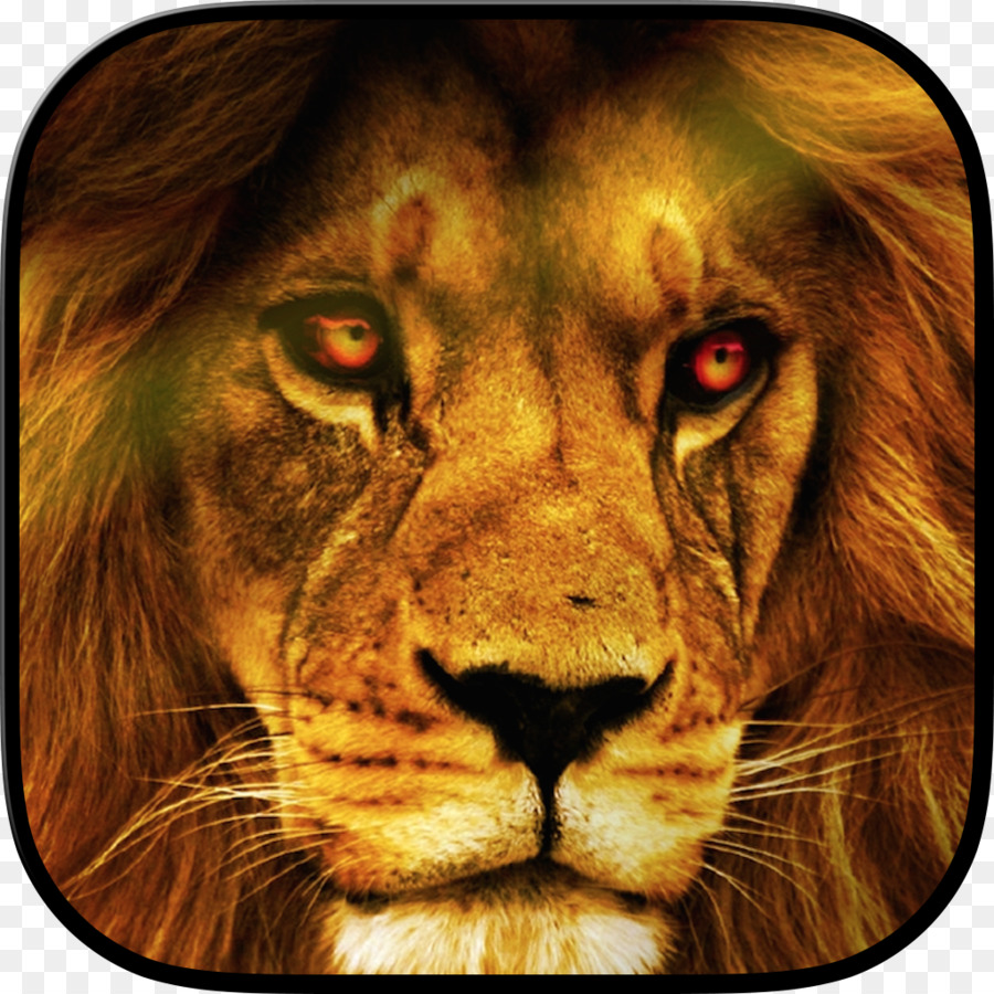 Leone Desktop Wallpaper Wildlife YouTube - leone