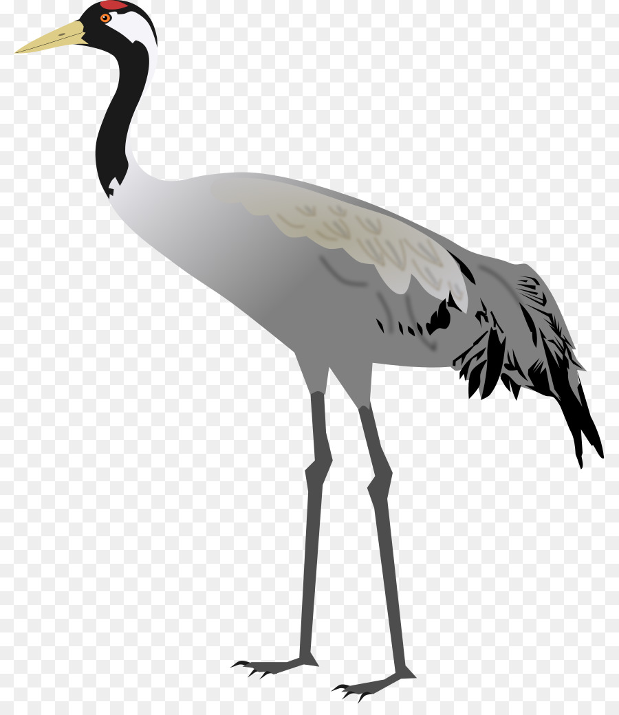 Sandhill Crane Bird Stork - Kran Vogel