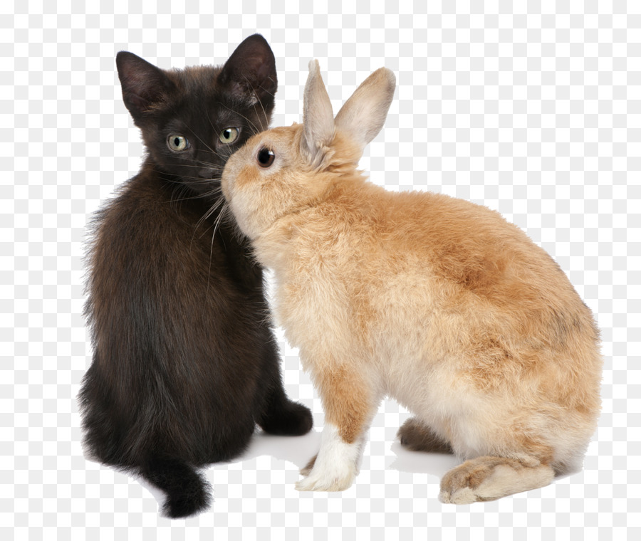 Sfondo per il Desktop del Gattino Gatto Clip art - coniglio