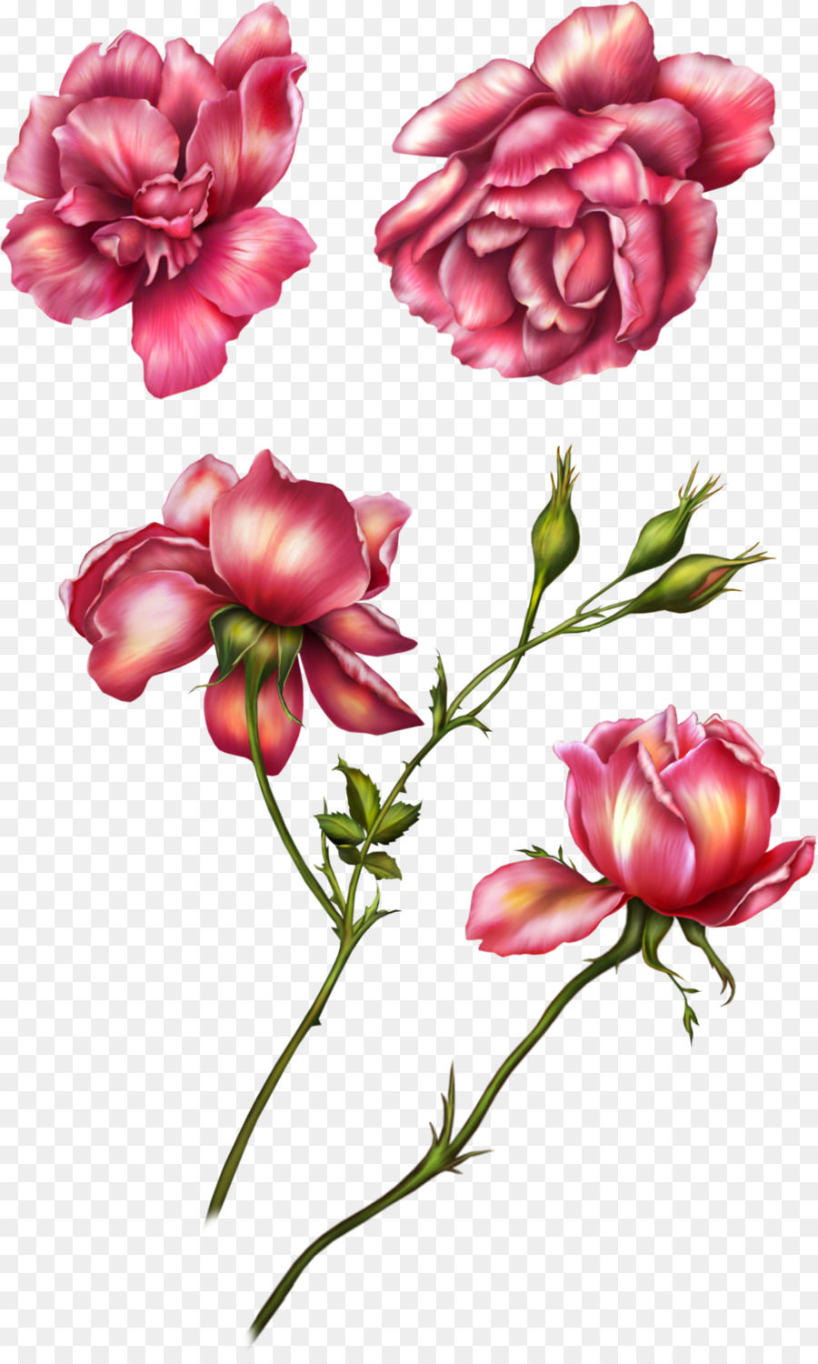 Giardino fiorito di rose Clip art - rose rosa