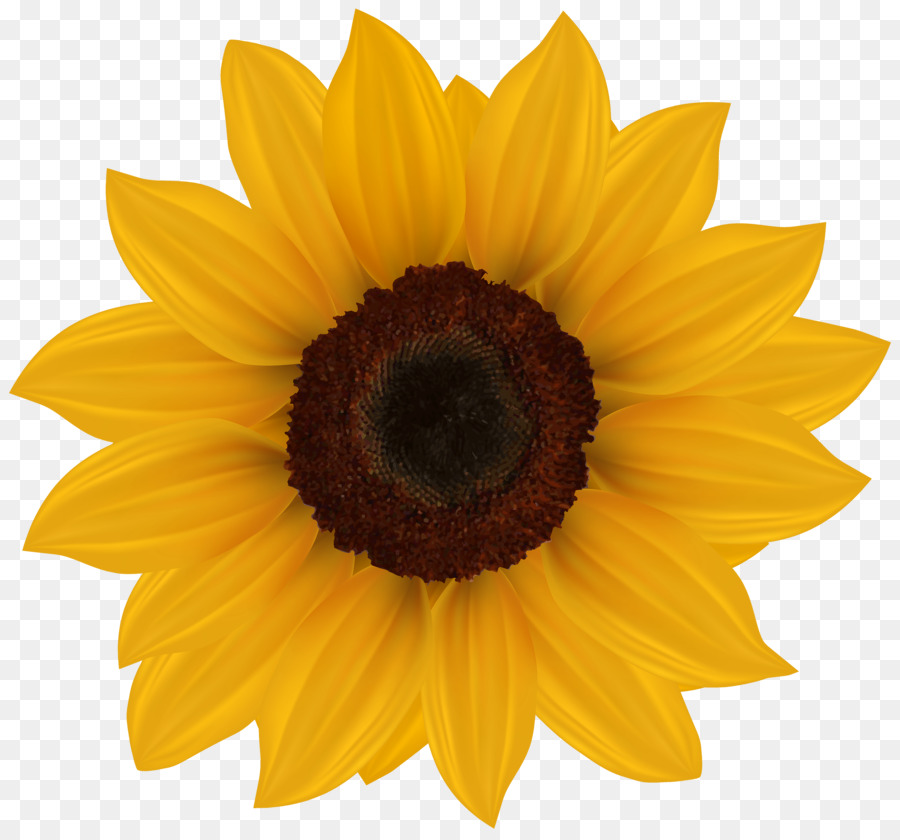 Gemeinsame Sonnenblume clipart - Blume gelb