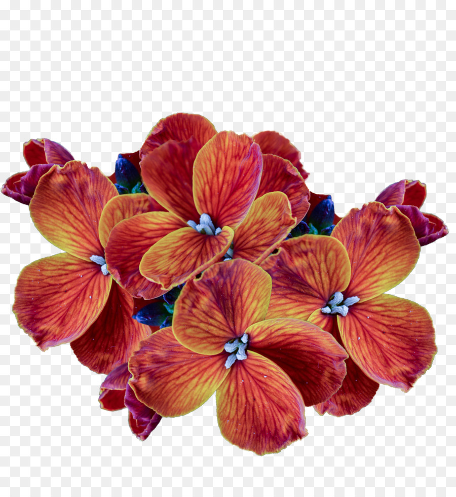 Schnittblumen Petal Clip art - Blume