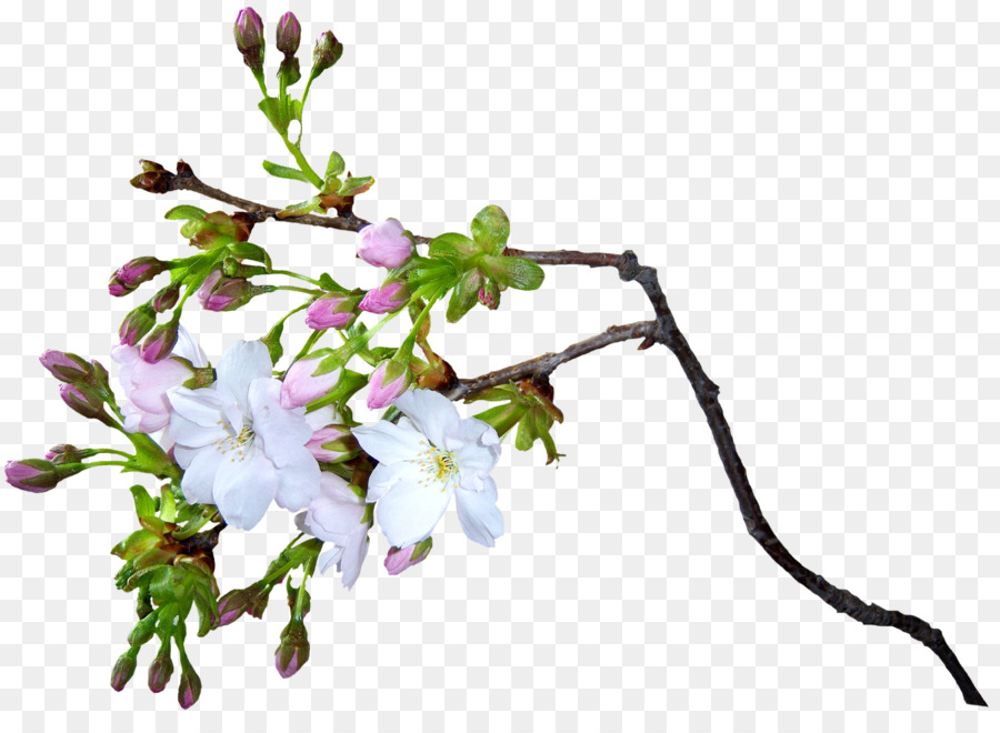 Blume Animation - Kirschblüte