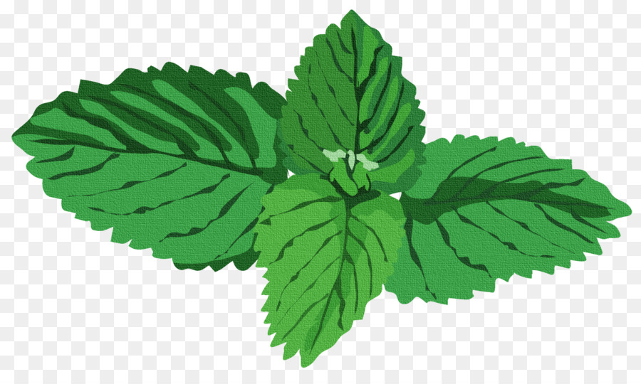 Peppermint thảo Mộc Nước Bạc hà Basil Clip nghệ thuật - xanh lá