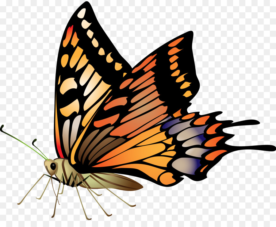 Farfalla Disegno Clip art - insetto