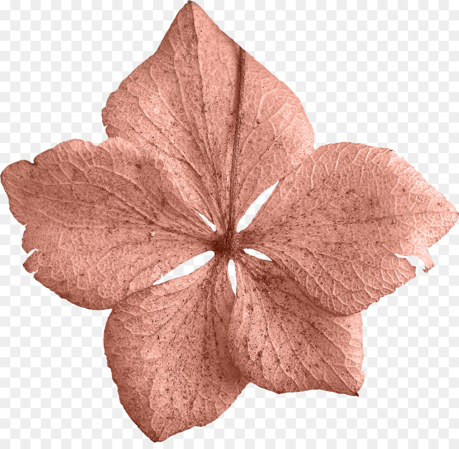 Petalo Foglia Fiore Clip art - petali di fiori