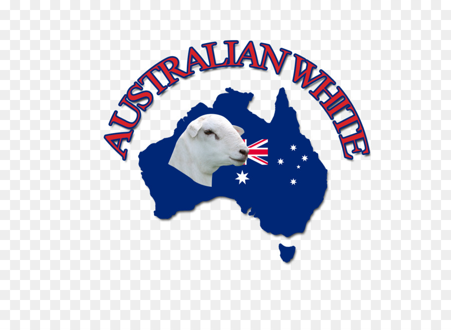 Úc cừu Trắng Wiltipoll Giống Giống Dorper - cừu