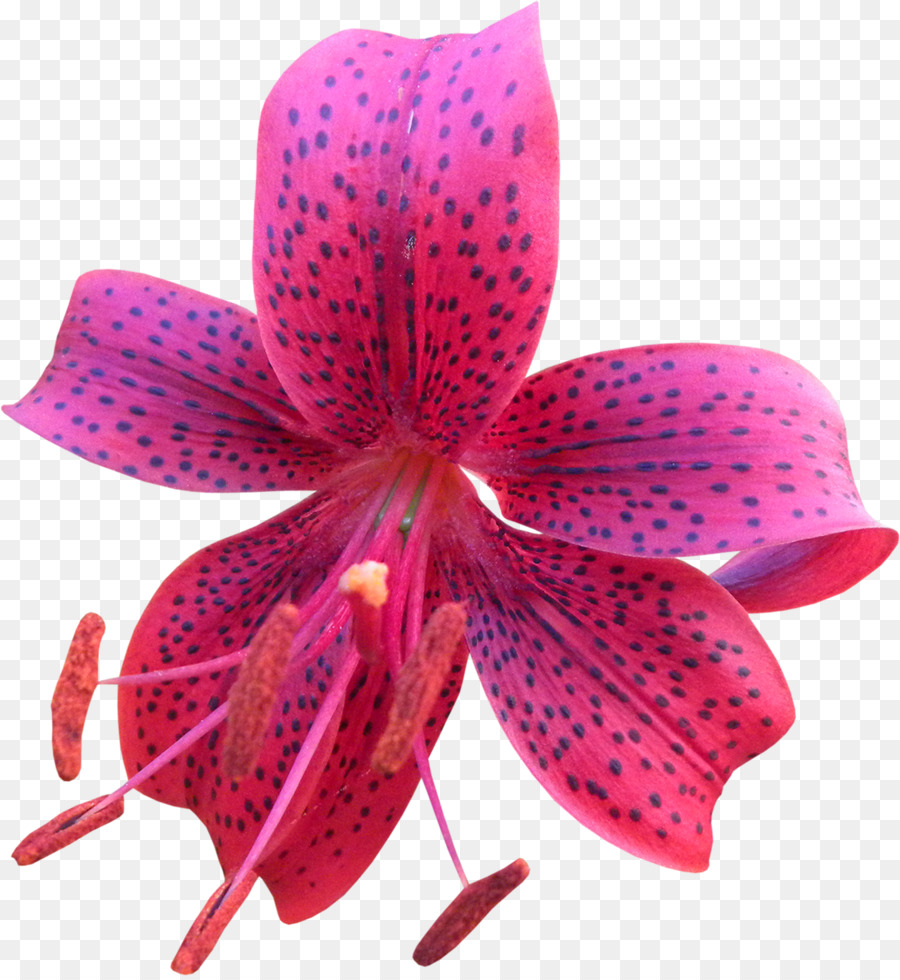 Flower Petal Clip Art - Lilly