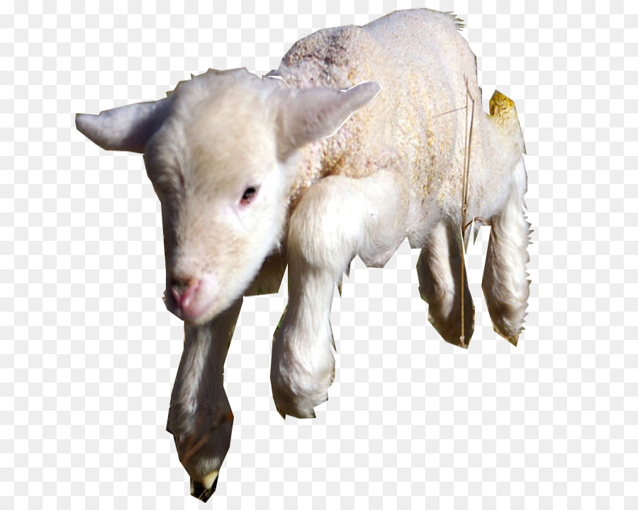 Dê Cừu Gia Súc Caprinae Gia Súc - cừu