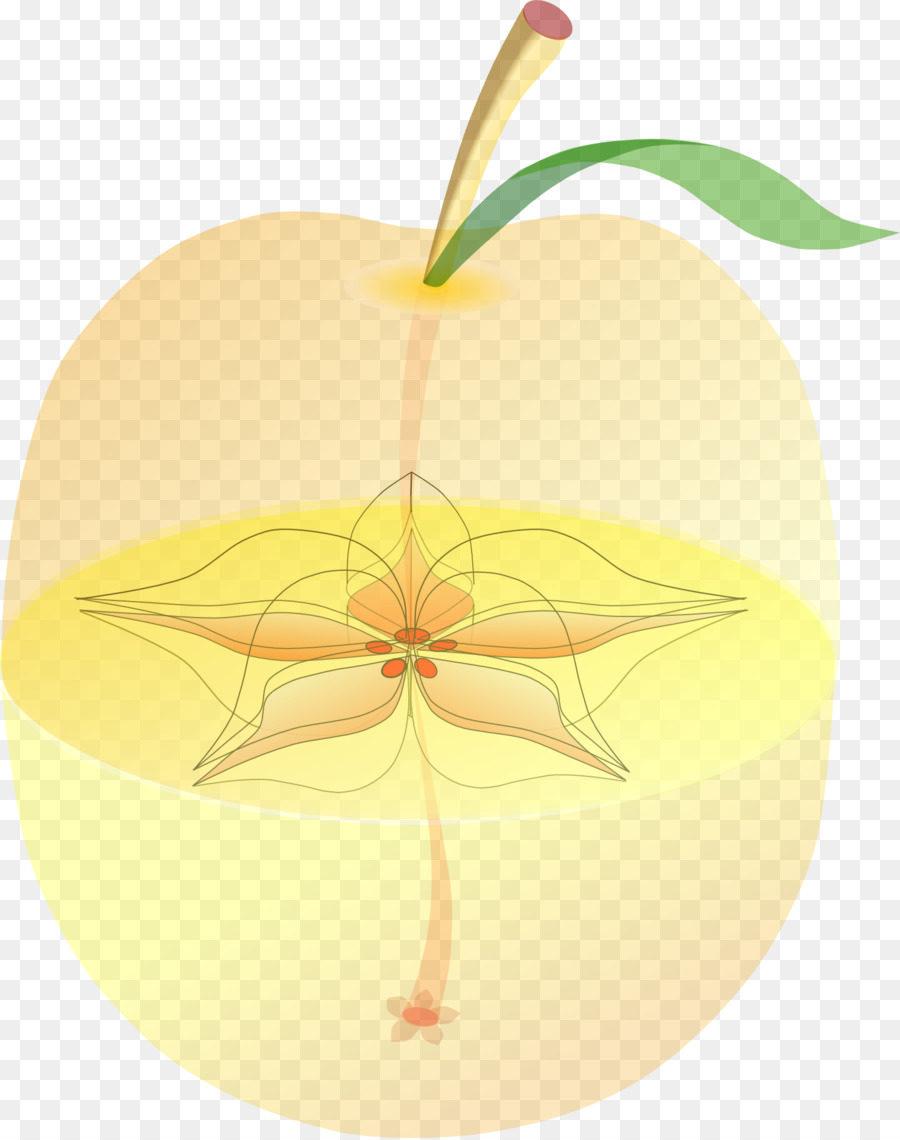 ClipArt Apple - Anatomia