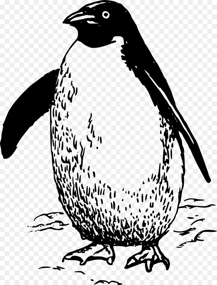 Pinguin, Vogel clipart - Pinguin