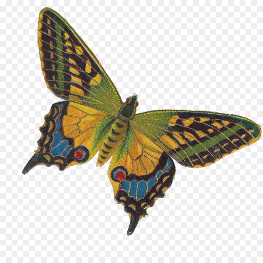 Farfalla monarca Orientale tiger swallowtail Insetto Lepidottero - farfalla