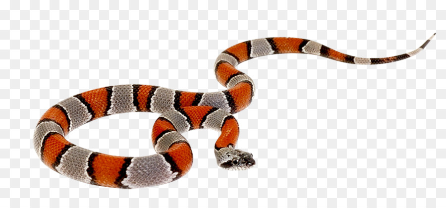 Serpente Rettile Cobra Clip art - Venkateswara