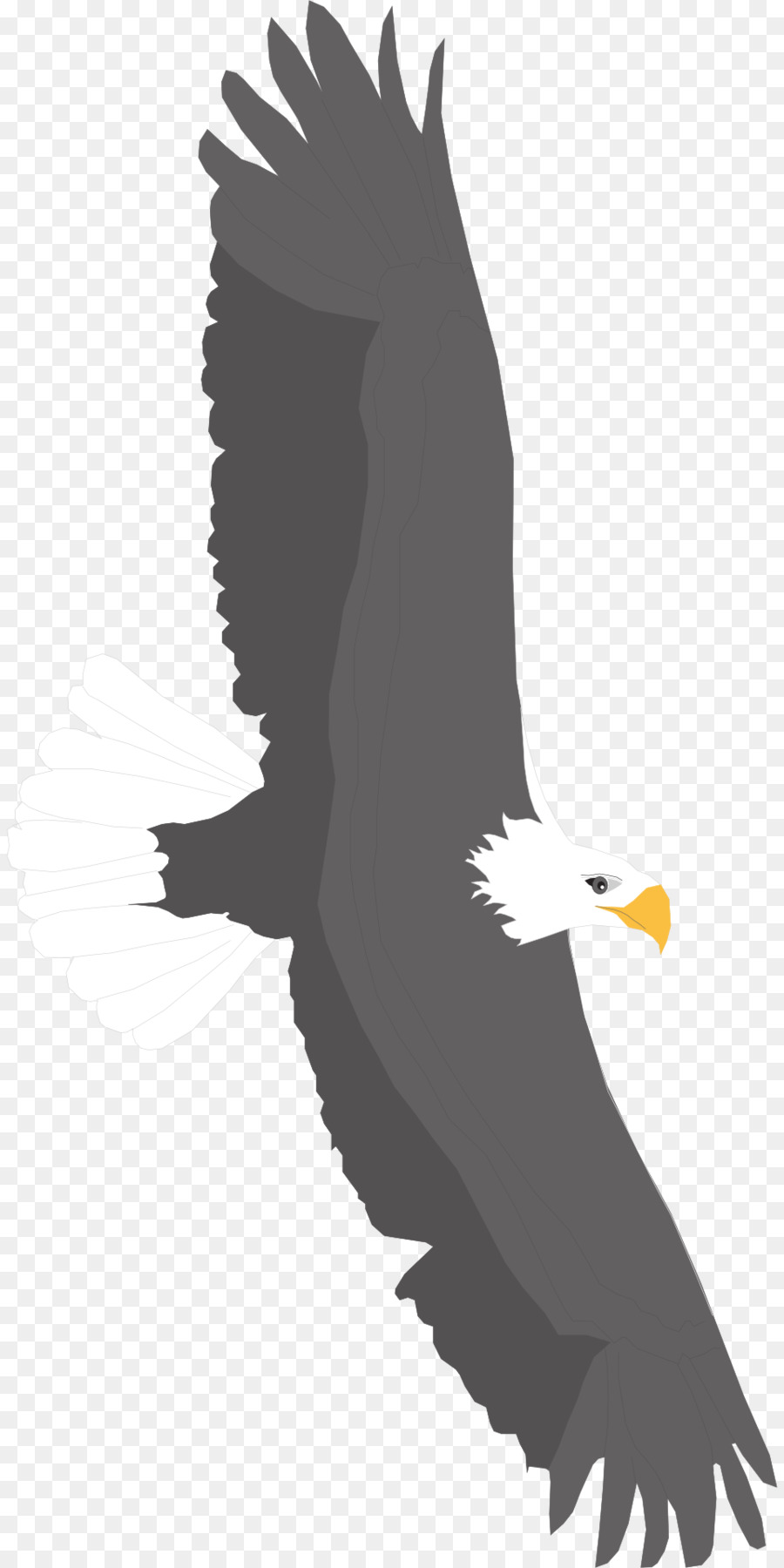 L'Aquila calva di Uccelli l'aquila reale Clip art - Aquila americana