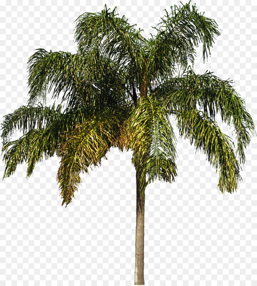 Albero di Arecaceae di piante Legnose Arbustive - albero di palma