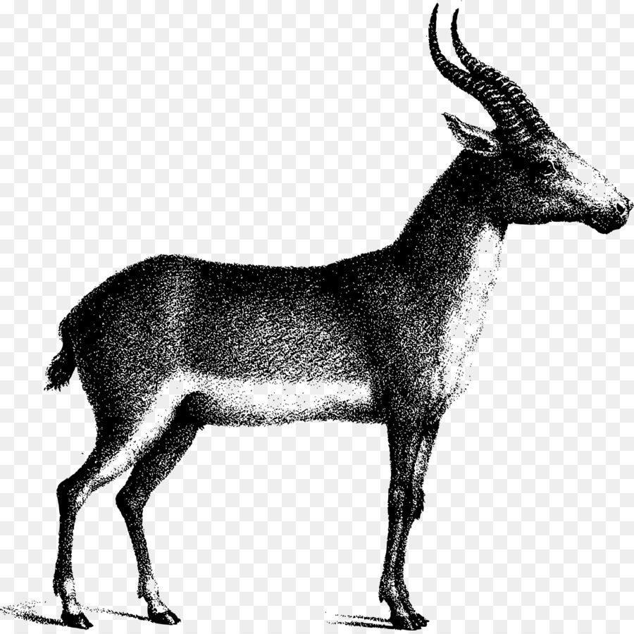 Antilope Saiga Gemsbok Cervi Waterbuck - antilope