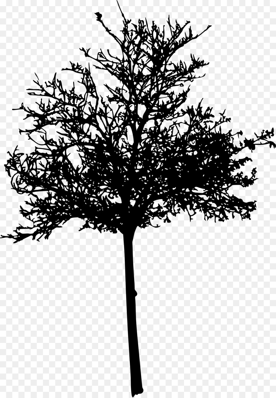 Wichita Baum Gehölz Zweig Silhouette - Baum silhouette