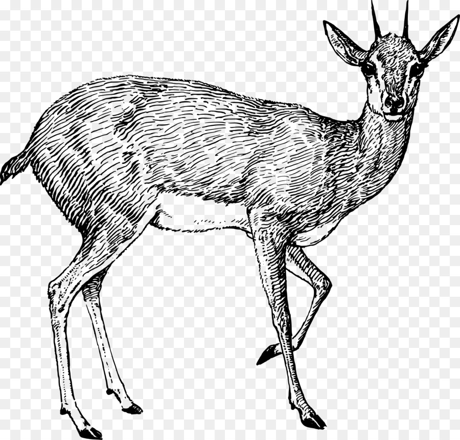 Antilope, Rotwild Oryx Zeichnung Pronghorn - Antilope