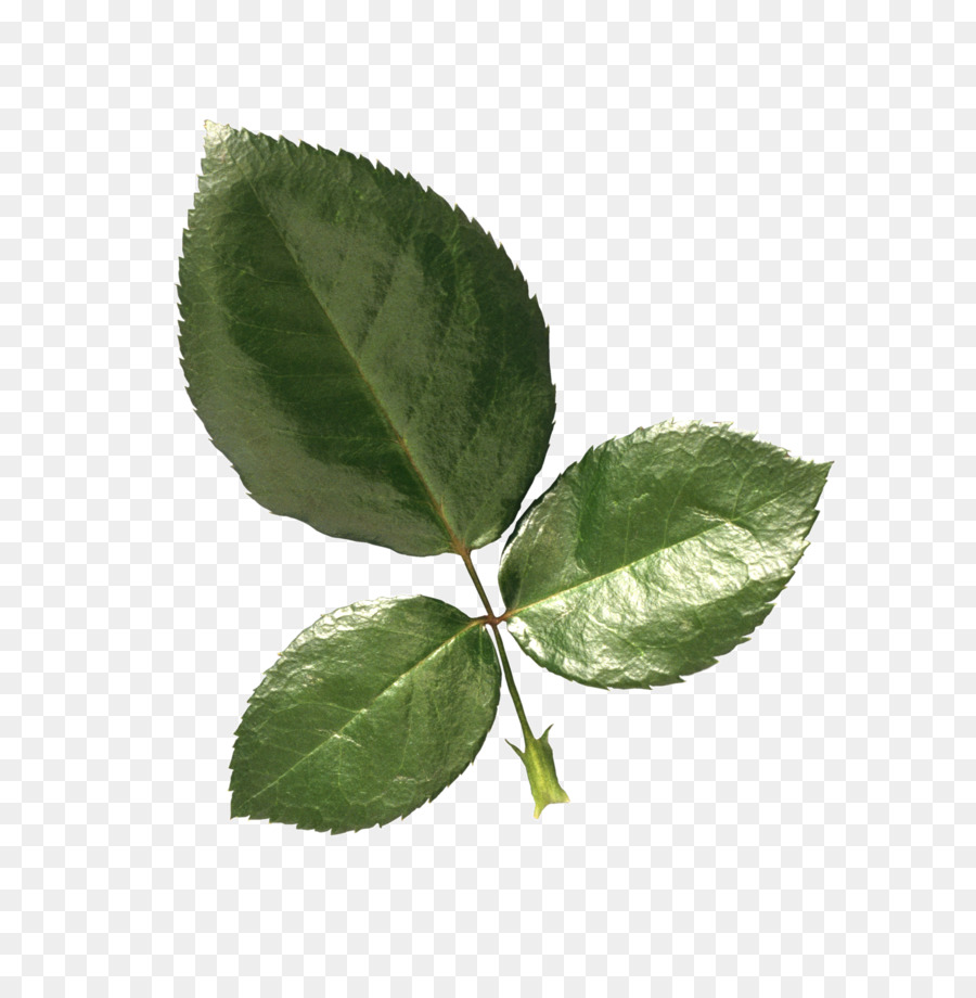 Rosa chinensis Leaf Pflanze Farbe Clip art - Blatt