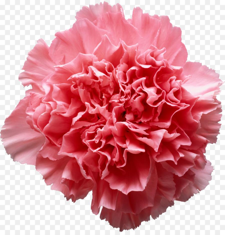 Hoa hồng hoa cẩm Chướng Clip nghệ thuật - hành