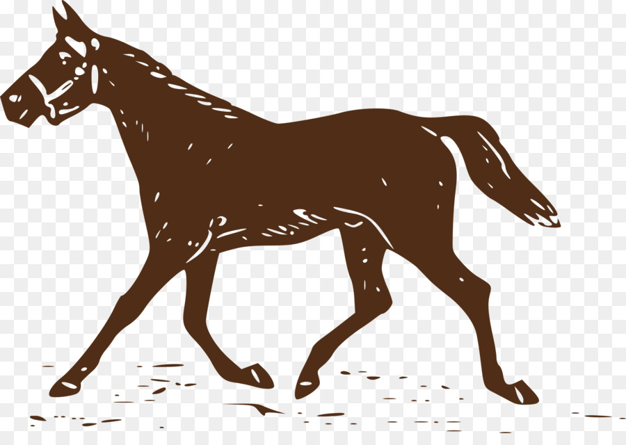 Stallone Equestre Mulo Mustang Puledro - Cavalli