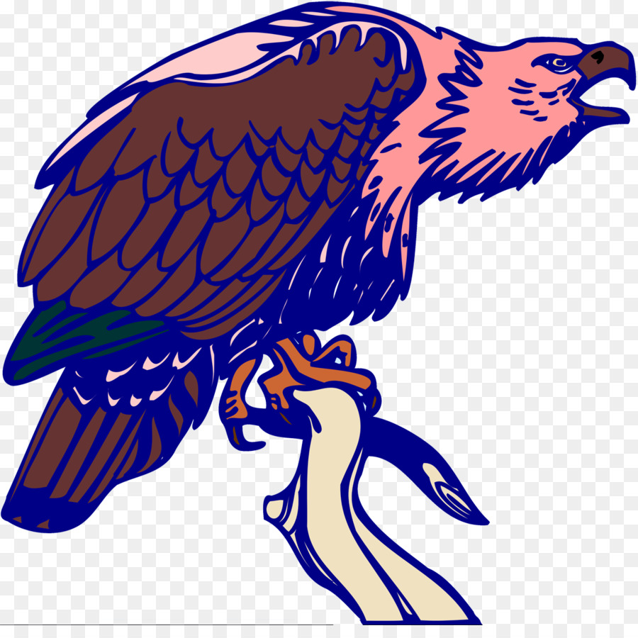 Rapace, Aquila Calva Vulture - avvoltoio