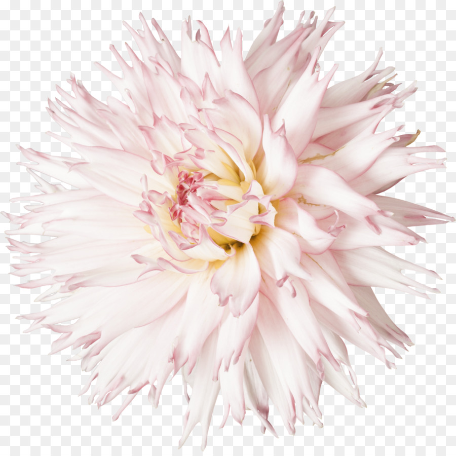 Schneiden Sie die Blumen Dahlia Clip art - Euklidische Blume