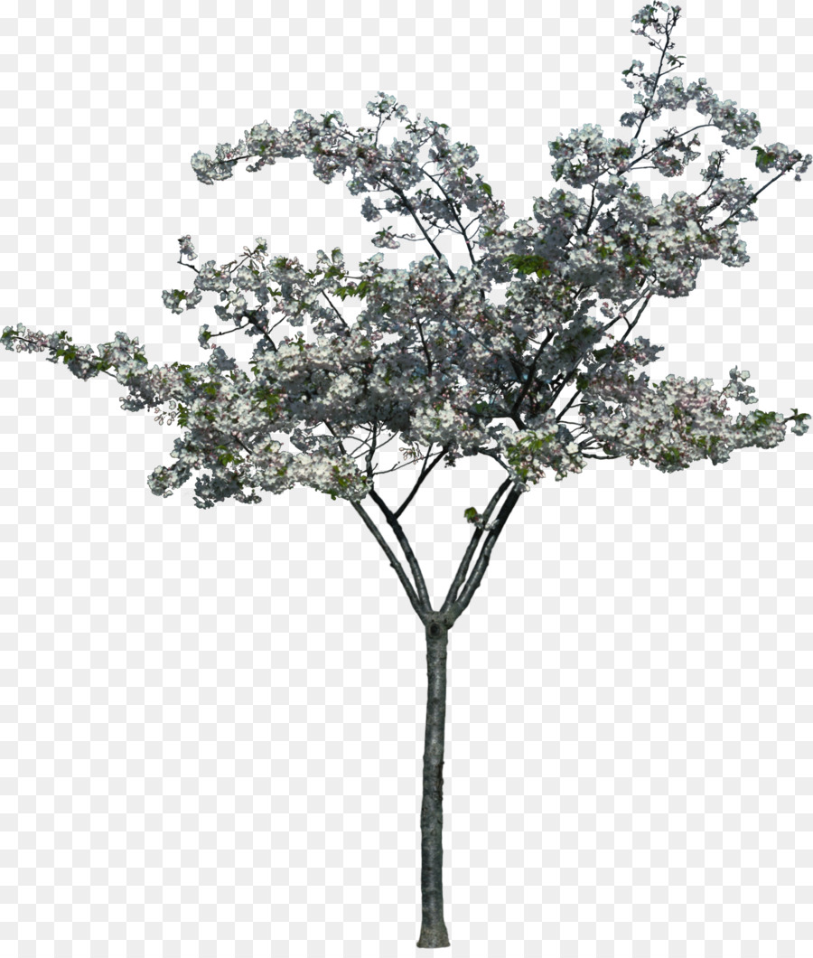 Cây Cảnh Quan Nhiếp Ảnh Tranh - bụi cây