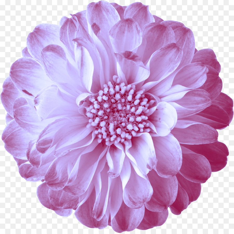 Blume Encapsulated PostScript - rosa Blumen