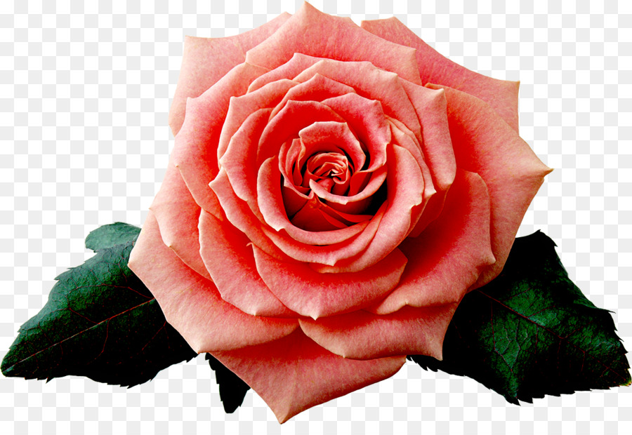 Sfondo del Desktop Rose Clip art - Albicocca