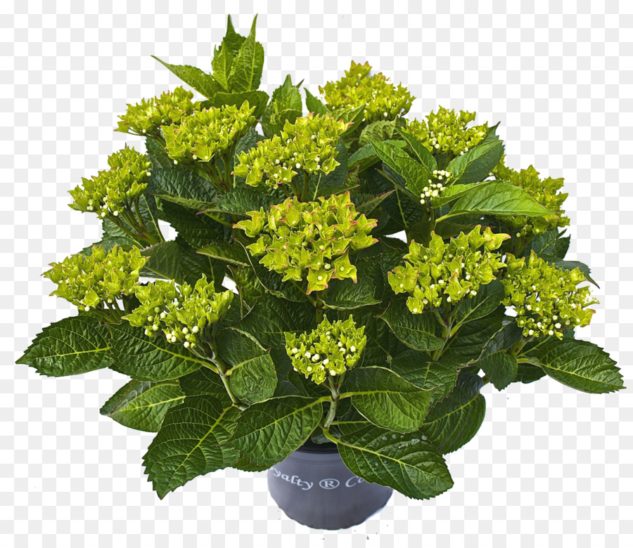 Pflanze Hydrangea-Blume - Hortensia