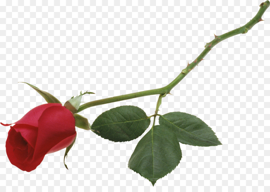 Desktop-hintergrund Rose Red High-definition-Fernsehen Blume - lila