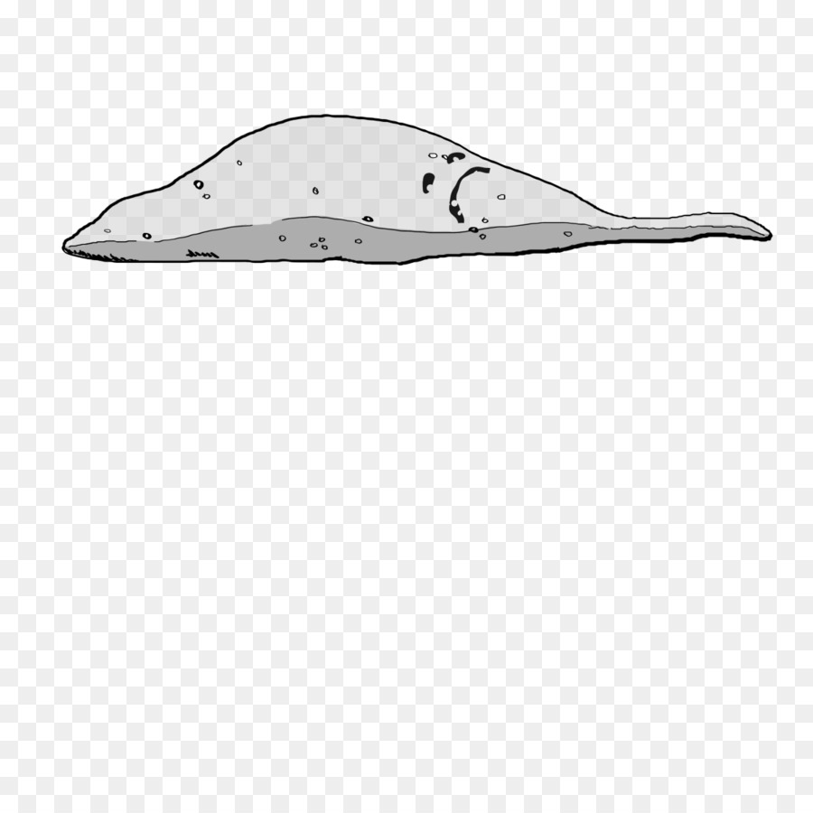 Dolphin Porpoise di mammiferi Marini Cetacea Calzature - sottile