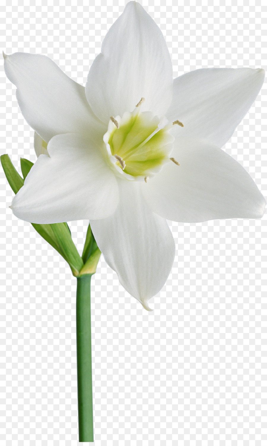 Blume Narzisse Albom Clip-art - Gurdwara