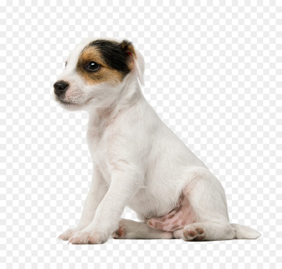 Jack Russell Terrier Welpen Parson Russell Terrier Miniatur-Fox-Terrier, American Bulldog - niedlichen Hund