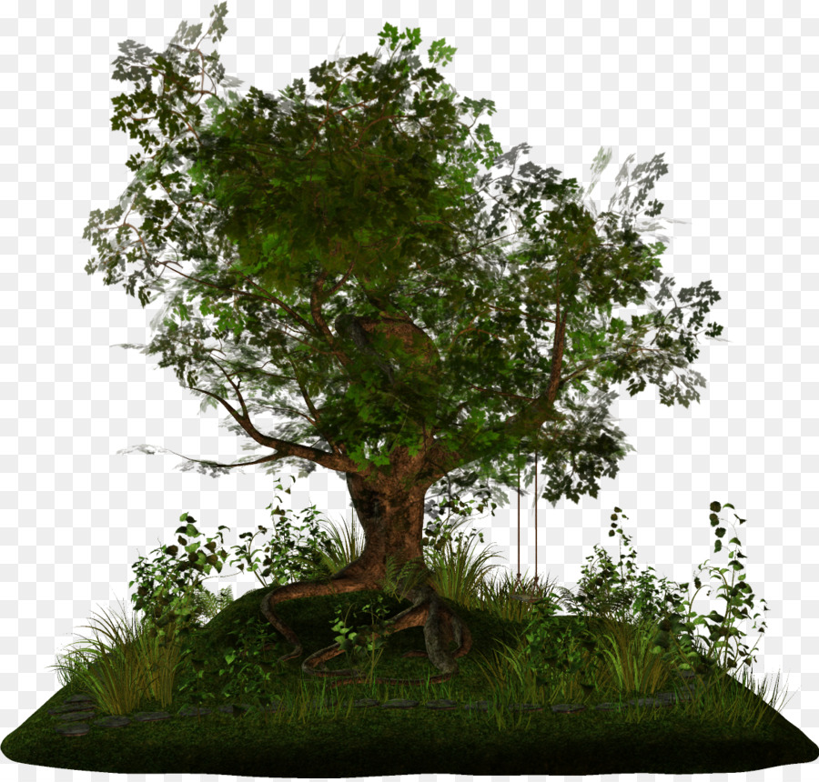 Baum Arecaceae Zweig Bonsai - Tanne