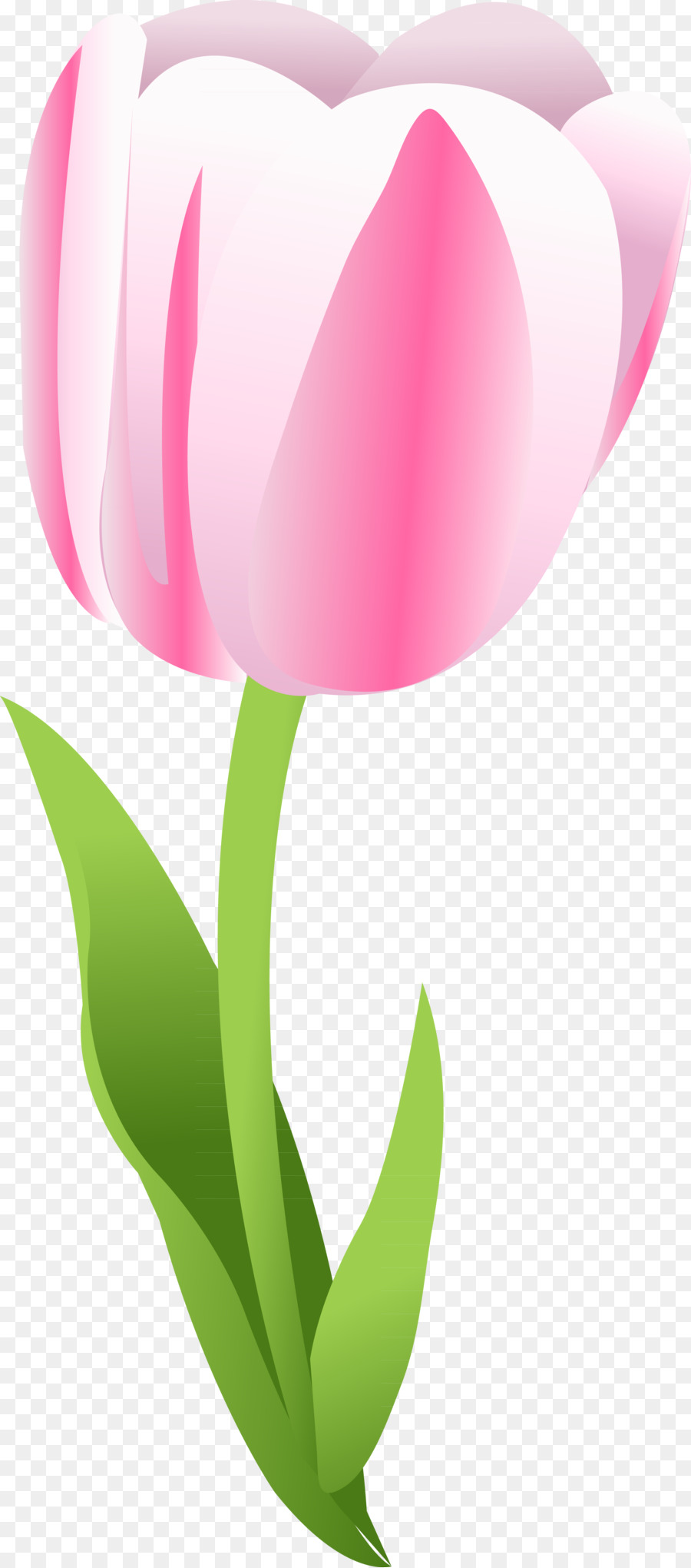 Tulip Sfondo del Desktop Clip art - Tulipano