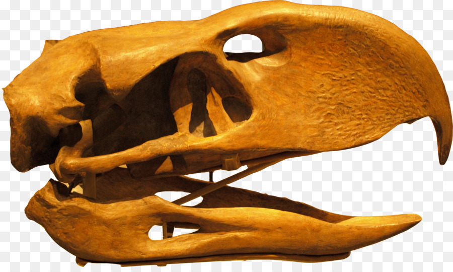 Uccello Phorusrhacos Cranio Preistoria - lumaca