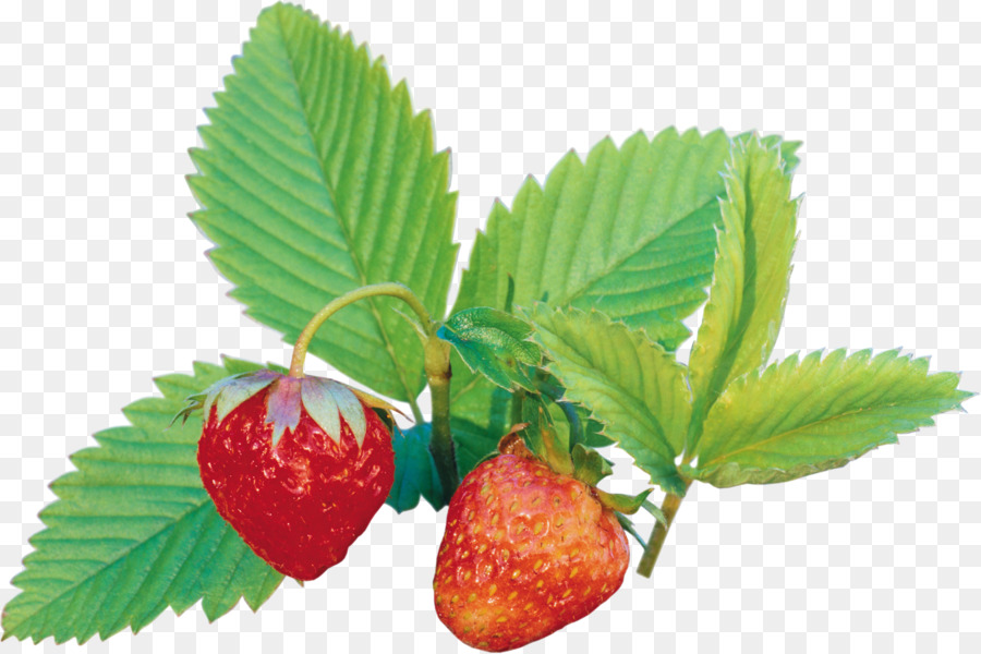 Erdbeere Amorodo Auglis Clip-art - Erdbeere
