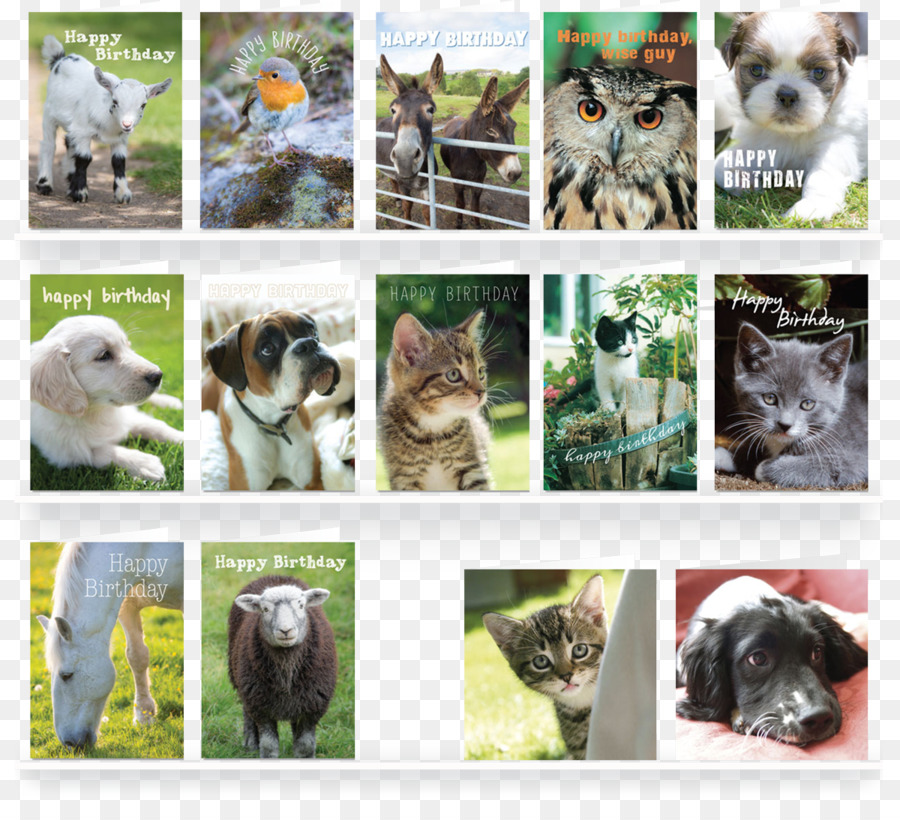 Hund Gruß & Grußkarten Katze Umschlag Pet - Frettchen