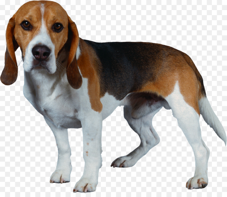 Beagle-Harrier Di Beagle-Harrier Di Shiba Inu Cucciolo - cane
