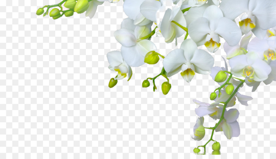 Orchideen Blume Desktop Wallpaper Bud - Orchidee