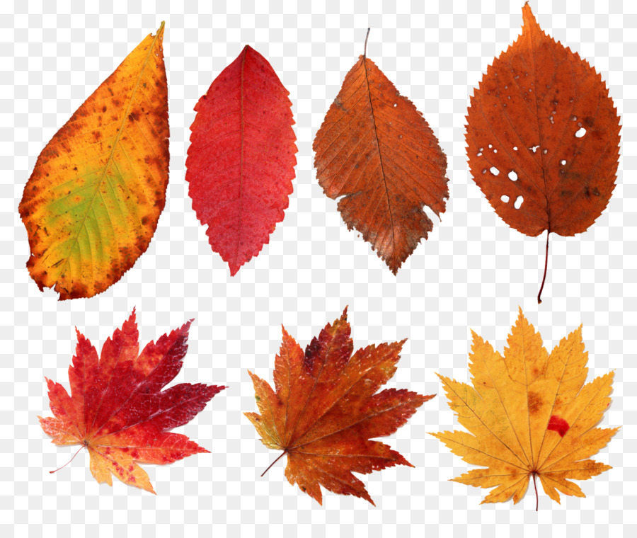 Maple leaf Digital-Bild-Animation - Wasser Farbe leaf