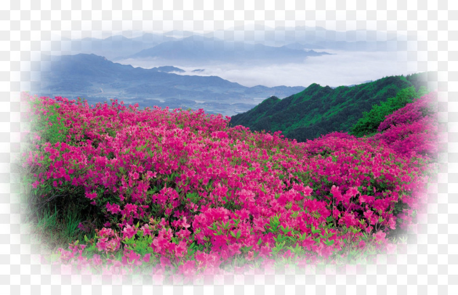 Blumen-Garten-Landschaft Desktop Wallpaper - Burgund Blumen